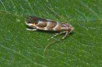 Cameraria ohridella