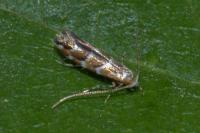 Cameraria ohridella