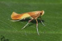 Caloptilia robustella