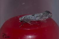 Paraswammerdamia albicapitella