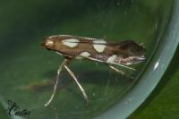 Calybites phasianipennella