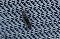 Parectopa ononidis