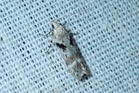 Caryocolum blandellum