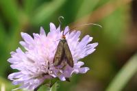 Nemophora metallica