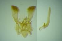 Parornix fagivora