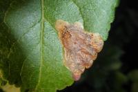 Leucoptera malifoliella