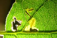 Stigmella incognitella