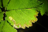 Stigmella