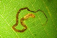 Stigmella