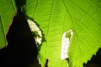 Parornix devoniella