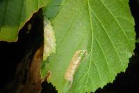 Parornix devoniella