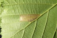 Phyllonorycter nicellii