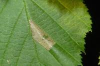Phyllonorycter nicellii