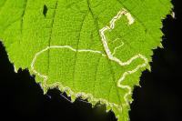 Stigmella floslactella/microtheriella