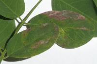 Macrosaccus robiniella