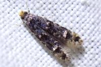 Stenoptinea cyaneimarmorella