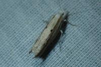 Ypsolopha nemorella