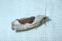 Epinotia solandriana