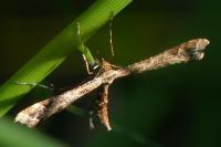 Amblyptilia acanthadactyla