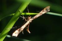 Amblyptilia acanthadactyla