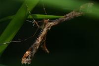 Amblyptilia acanthadactyla