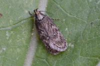 Depressaria