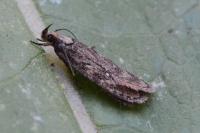 Depressaria