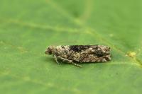 Epinotia nisella