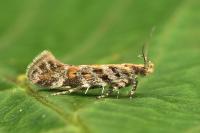 Aristotelia decoratella