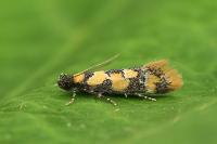 Decantha borkhausenii