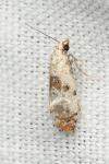 Neocochylis hybridella