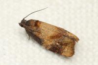 Ditula angustiorana