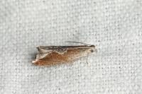 Ancylis diminutana