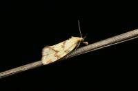 Agapeta hamana
