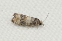 Piniphila bifasciana
