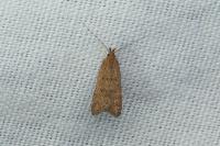 Helcystogramma lutatella