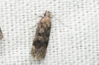 Gelechia scotinella