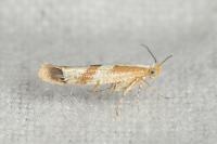Argyresthia