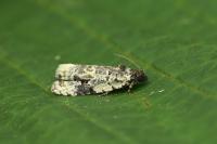 Celypha woodiana