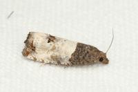 Notocelia roborana