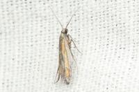 Ochromolopis ictella