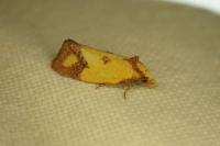 Agapeta zoegana
