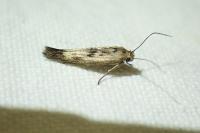 Scythris limbella