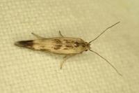 Scythris limbella