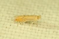 Phyllonorycter parisiella