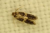 Ectoedemia