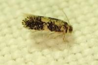 Ectoedemia