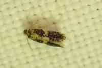 Ectoedemia