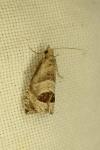 Notocelia uddmanniana