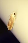 Eucosma conterminana